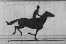 Horse in Motion Study by Muybridge - Week 25