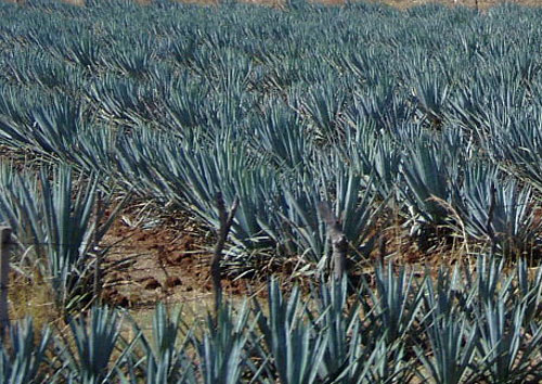 Agave field in Mexico - Dictionary
