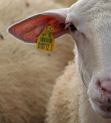 Ear tagged Sheep - Dictionary