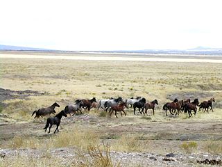 Mustangs in Utah 2005 - Dictionary