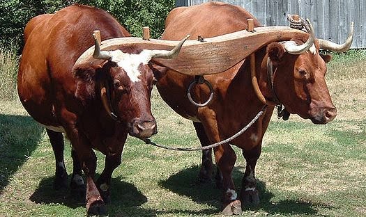 Oxen - yoked - Dictionary
