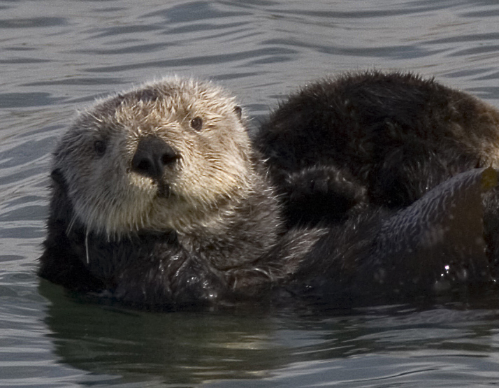 Sea Otter- Trading Ship Tonquin Timeline