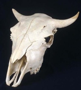 Bison Skull - The Originals Index