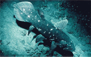 coelacanth (Latimeria chalumnae) - Dictionary